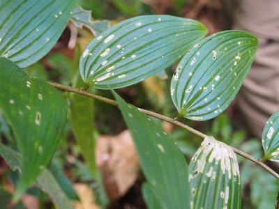 Maianthemum gigas, photographed by Lena Struwe