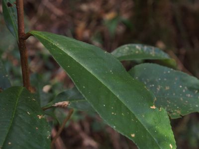Ardisia compressa, photographed by Lena Struwe