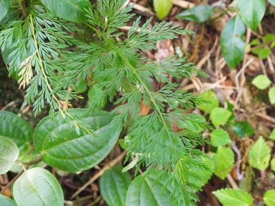 Asplenium fragrans, photographed by Lena Struwe