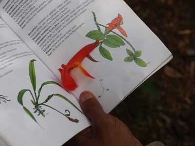 Columnea magnifica, photographed by Lena Struwe