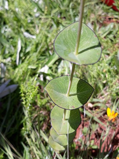 Hypericum connatum, photographed by Edson Luis Fabro Gasperin