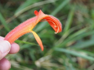 Columnea magnifica, photographed by Lena Struwe