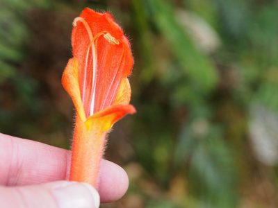 Columnea magnifica, photographed by Lena Struwe