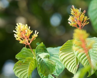 Palicourea guianensis, photographed by Jonathan Eisen