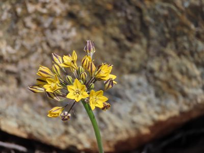 Triteleia lugens, photographed by John Hibbard
