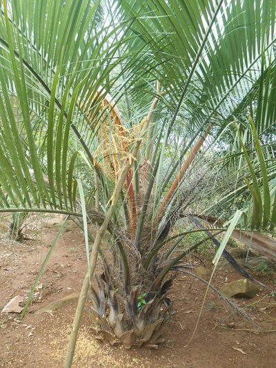 Butia eriospatha, photographed by Edson Luis Fabro Gasperin