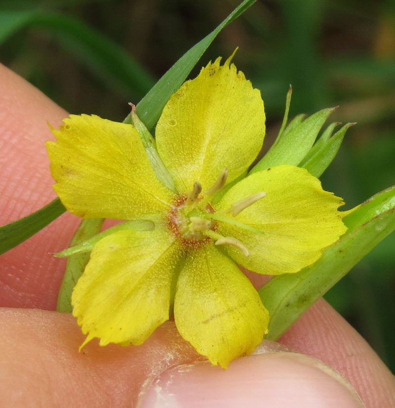 Lysimachia hybrida, photographed by Adam Kranz