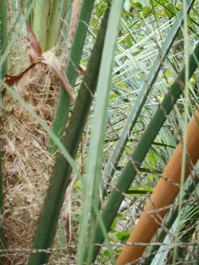 Butia eriospatha, photographed by Edson Luis Fabro Gasperin