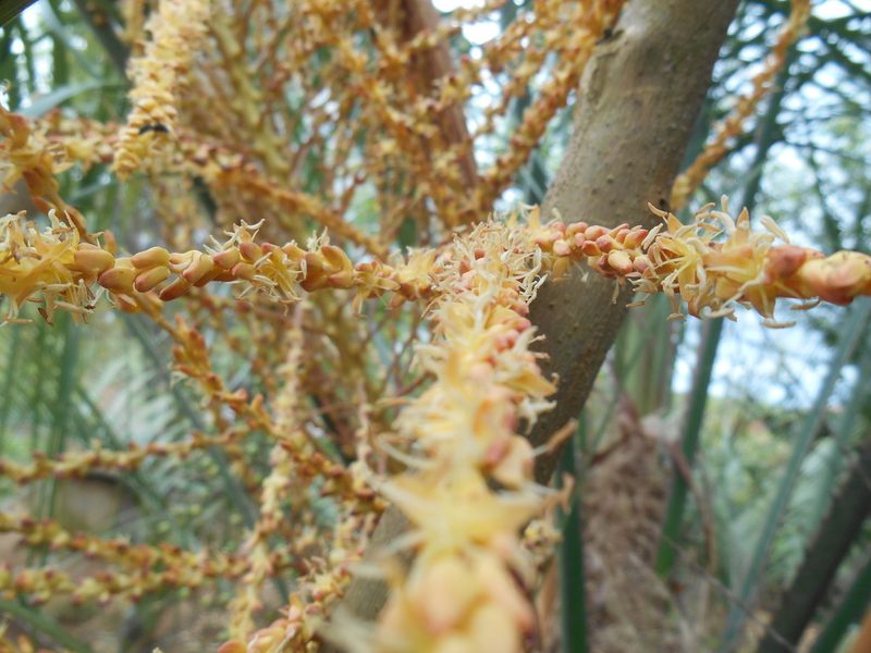 Butia eriospatha, photographed by Edson Luis Fabro Gasperin