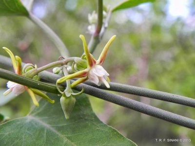 Araujia variegata, photographed by Thomaz Ricardo Favreto Sinani