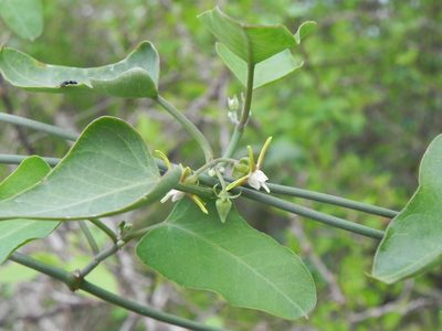 Araujia variegata, photographed by Thomaz Ricardo Favreto Sinani