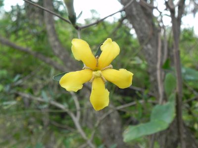 Tocoyena formosa, photographed by Thomaz Ricardo Favreto Sinani