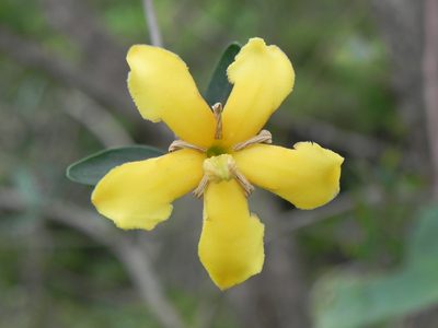 Tocoyena formosa, photographed by Thomaz Ricardo Favreto Sinani