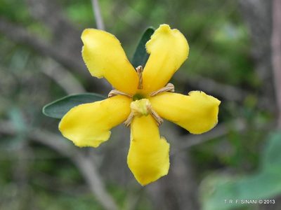 Tocoyena formosa, photographed by Thomaz Ricardo Favreto Sinani