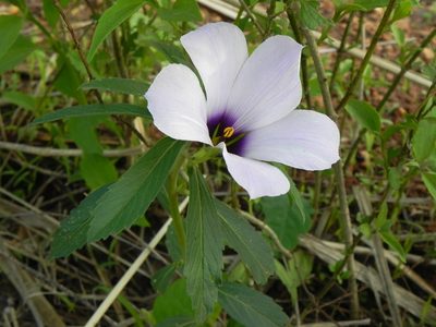 Turnera grandiflora, photographed by Thomaz Ricardo Favreto Sinani