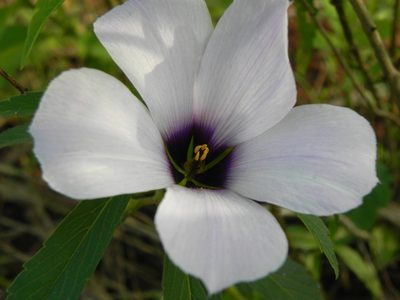 Turnera grandiflora, photographed by Thomaz Ricardo Favreto Sinani