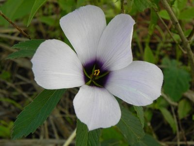 Turnera grandiflora, photographed by Thomaz Ricardo Favreto Sinani