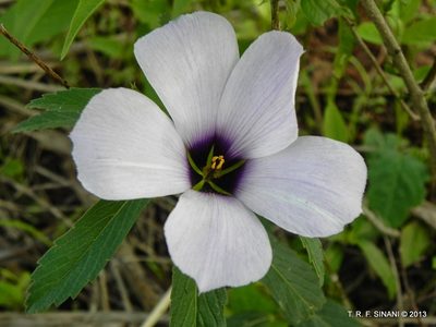 Turnera grandiflora, photographed by Thomaz Ricardo Favreto Sinani