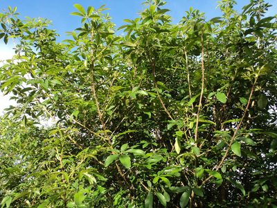 Vitex megapotamica, photographed by Edson Luis Fabro Gasperin
