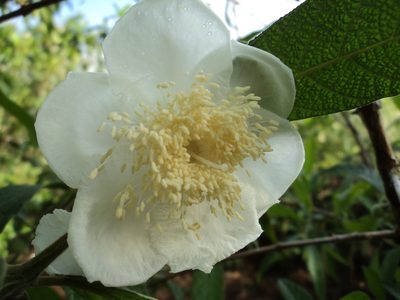 Campomanesia guazumifolia, photographed by Edson Luis Fabro Gasperin