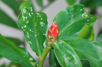 Costus pulverulentus, photographed by Jonathan Eisen
