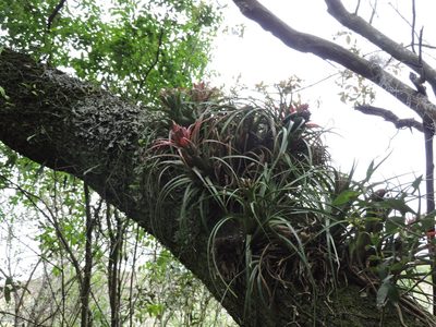Aechmea recurvata, photographed by Edson Luis Fabro Gasperin