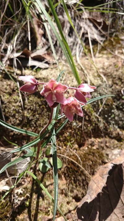 Asclepias circinalis, photographed by Sandino Guerrero