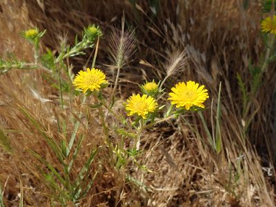 Centromadia pungens, photographed by joergmlpts