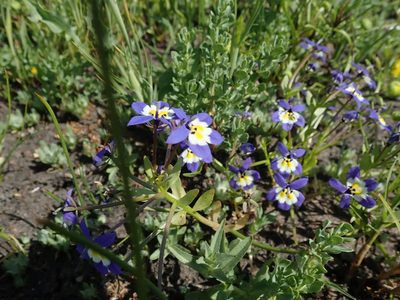 Downingia pulchella, photographed by joergmlpts