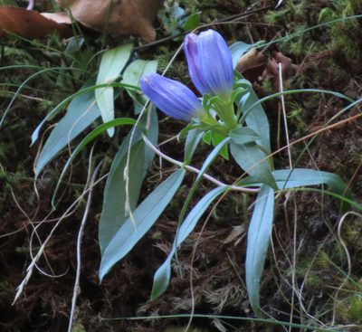 Gentiana saponaria, photographed by Adam Kranz