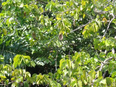 Prioria copaifera, photographed by keesgroenendijk