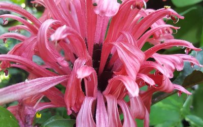 Justicia carnea, photographed by alessandradalia
