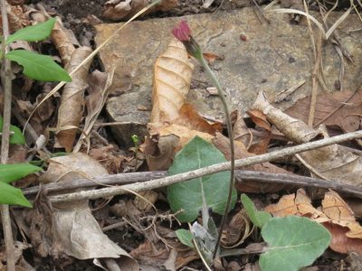 Leibnitzia anandria, photographed by Repina Tatyana