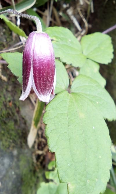 Clematis japonica, photographed by Takashi KOIKE