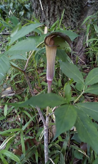 Arisaema serratum, photographed by Takashi KOIKE