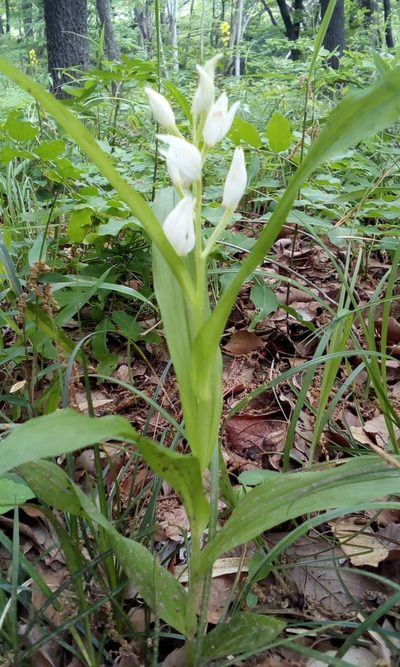 Cephalanthera longibracteata, photographed by Takashi KOIKE