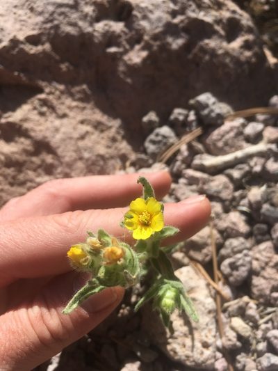 Mentzelia congesta, photographed by Martin Purdy