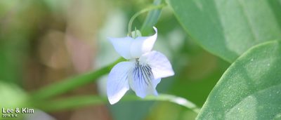 Viola acuminata, photographed by Kim, Hyun-tae