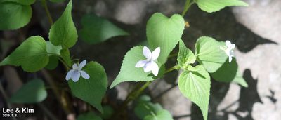 Viola acuminata, photographed by Kim, Hyun-tae