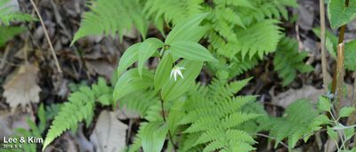 Disporum viridescens, photographed by Kim, Hyun-tae
