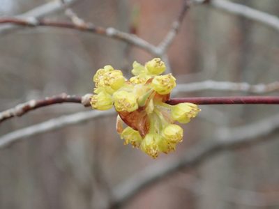 Lindera obtusiloba, photographed by Yoshihiro Tokue