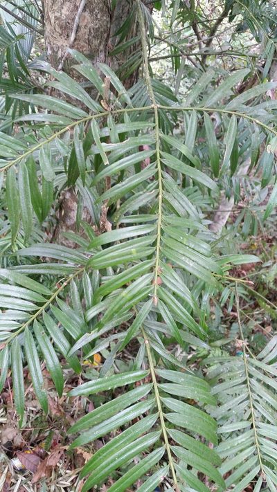 Amentotaxus poilanei, photographed by Eugene Popov