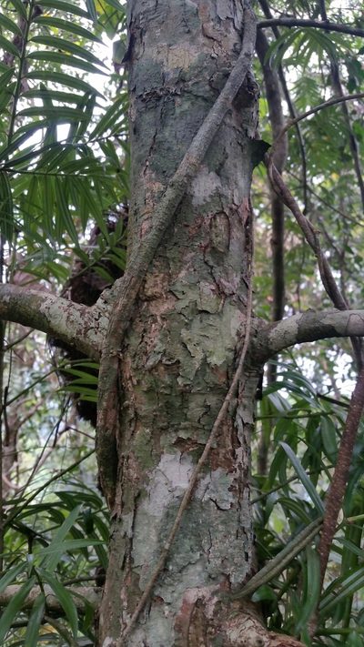 Amentotaxus poilanei, photographed by Eugene Popov