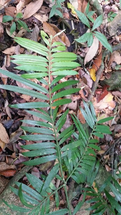Amentotaxus poilanei, photographed by Eugene Popov