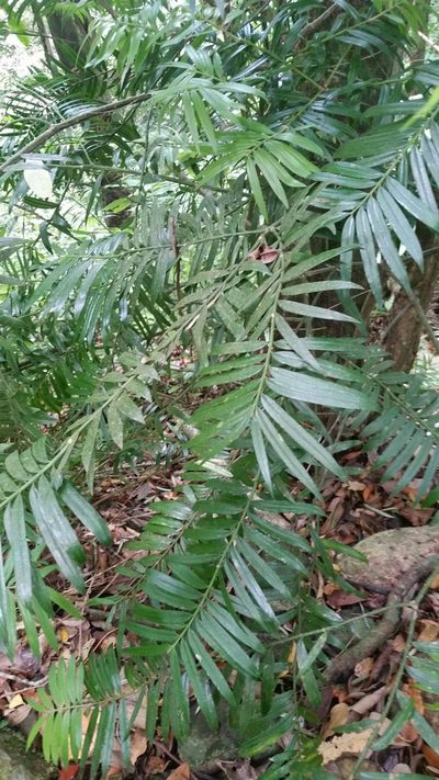 Amentotaxus poilanei, photographed by Eugene Popov
