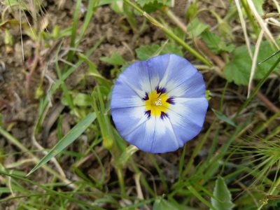 Convolvulus tricolor, photographed by Aissa Djamel Filali