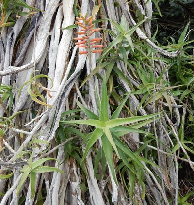 Aloiampelos ciliaris, photographed by Henry de Lange