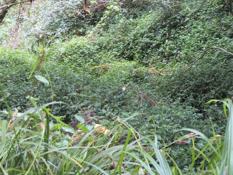 Carex lambertiana, photographed by Jenny Christianson
