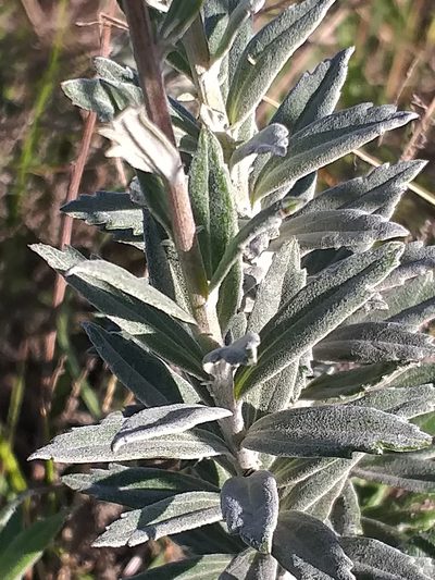 Senecio lineatus, photographed by kevin koen