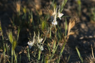 Delphinium leptocarpum, photographed by Вячеслав Юсупов